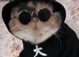 吃瓜娱乐的喵哥是谁啊视频,吃瓜娱乐界的神秘喵哥是谁？