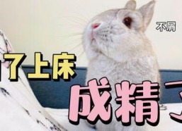 娱乐吃瓜兔子,揭秘娱乐圈那些不为人知的幕后故事